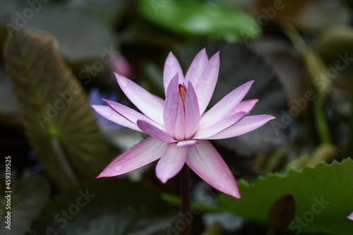 pink lotus flower
