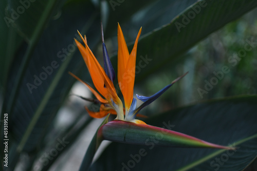 bird of paradise flower
