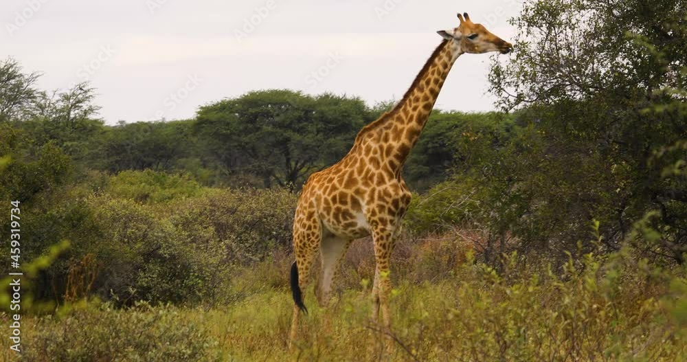 view of a giraffe walking alone in the bush, Africa, Botswana, view of a giraffe walking alone in the bush, Africa, Botswana,
