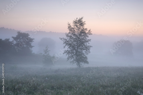 birch tree in dense fog at dawn