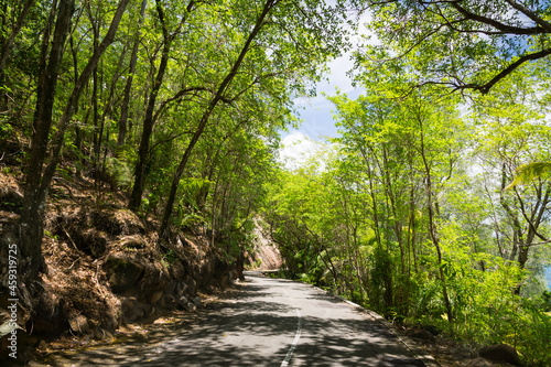 Seychelles. The road to palm jungle.