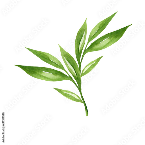 Green leaves watercolour as design element. Hand drawn style. Isolated on white background