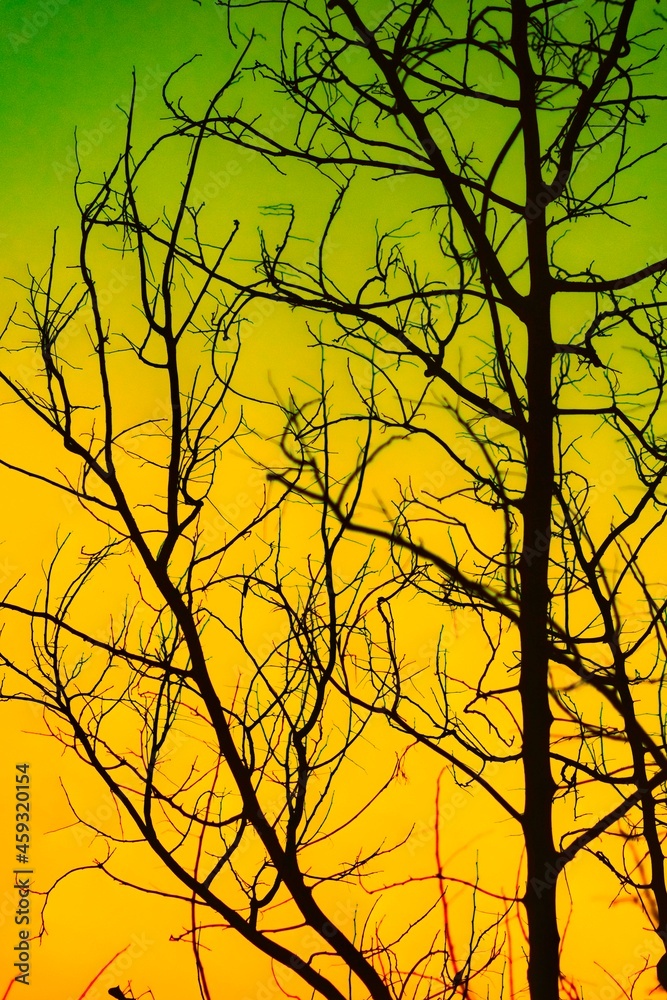 A dramatic color effect during sunset with silhouette of dried tree stem A dramatic color effect during sunset with silhouette of dried tree stem