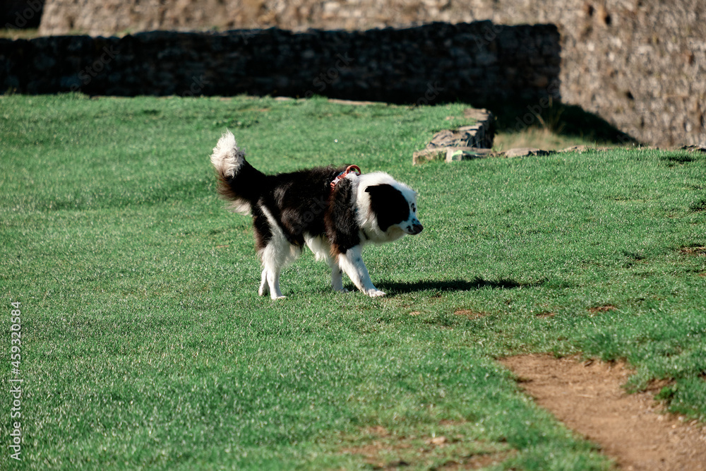 Black and white Border Collie in a park Black and white Border Collie in a park