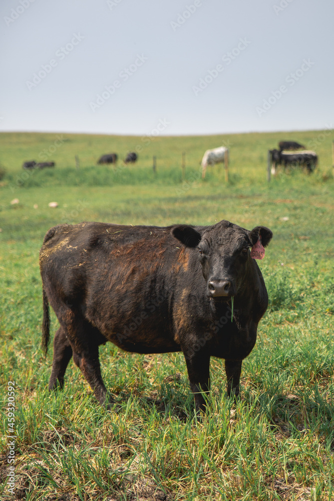 Brown cow in a field in the rural Alberta countryside