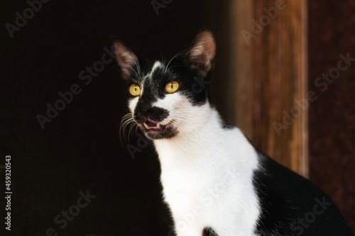 Cute Black and White Tuxedo Shorthair domestic cat that makes you wanna hug him © polarisedlens