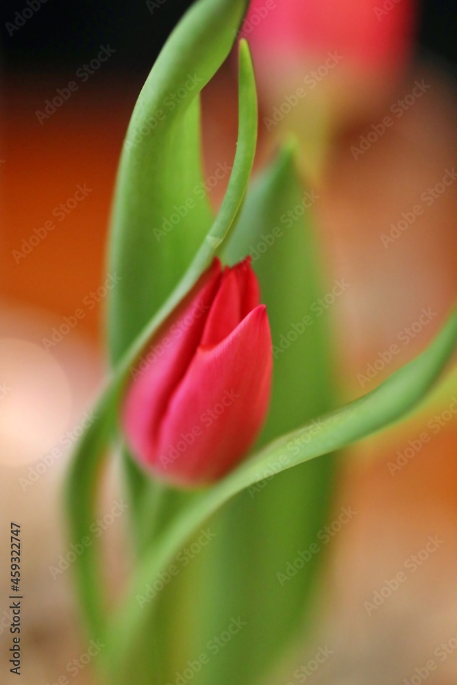 Nahaufnahme Blumenblüte Nahaufnahme Blumenblüte