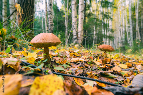 Leccinum scabrum mushrooms in the autumn forest.