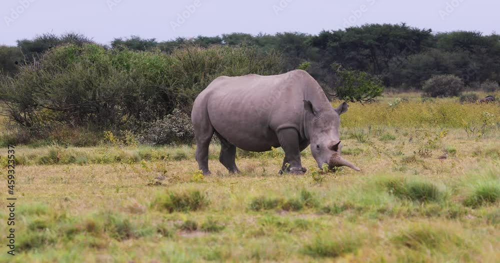 full view of a rhino grazing on the plains of the Savannah full view of a rhino grazing on the plains of the Savannah