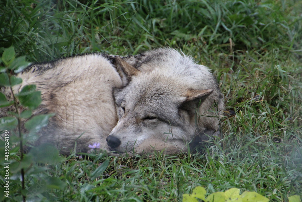 Sleeping Wolfdog, Yamnuska Wolfdog Sanctuary, Alberta Sleeping Wolfdog, Yamnuska Wolfdog Sanctuary, Alberta