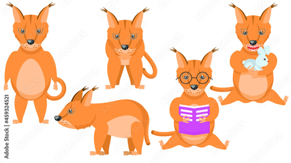Obraz premium Set Abstract Collection Flat Cartoon Different Animal Caracals Stand, Eating A Rabbit, Reading A Book Vector Design Style Elements Fauna Wildlife