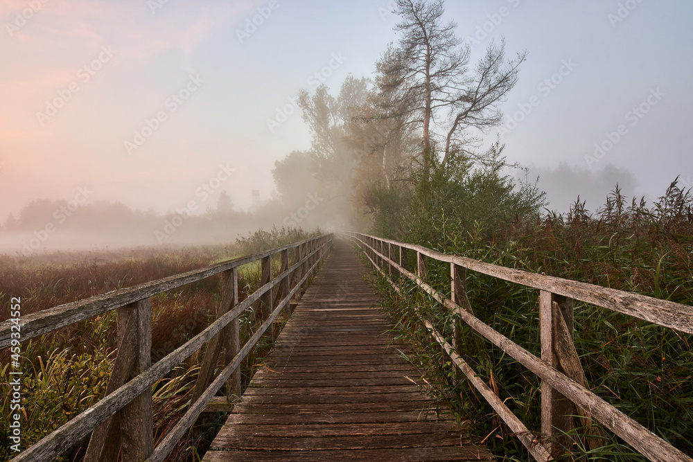 Wooden jetty Federseesteg leading through reed landscape at sunrise in Bad Buchau, Germany.