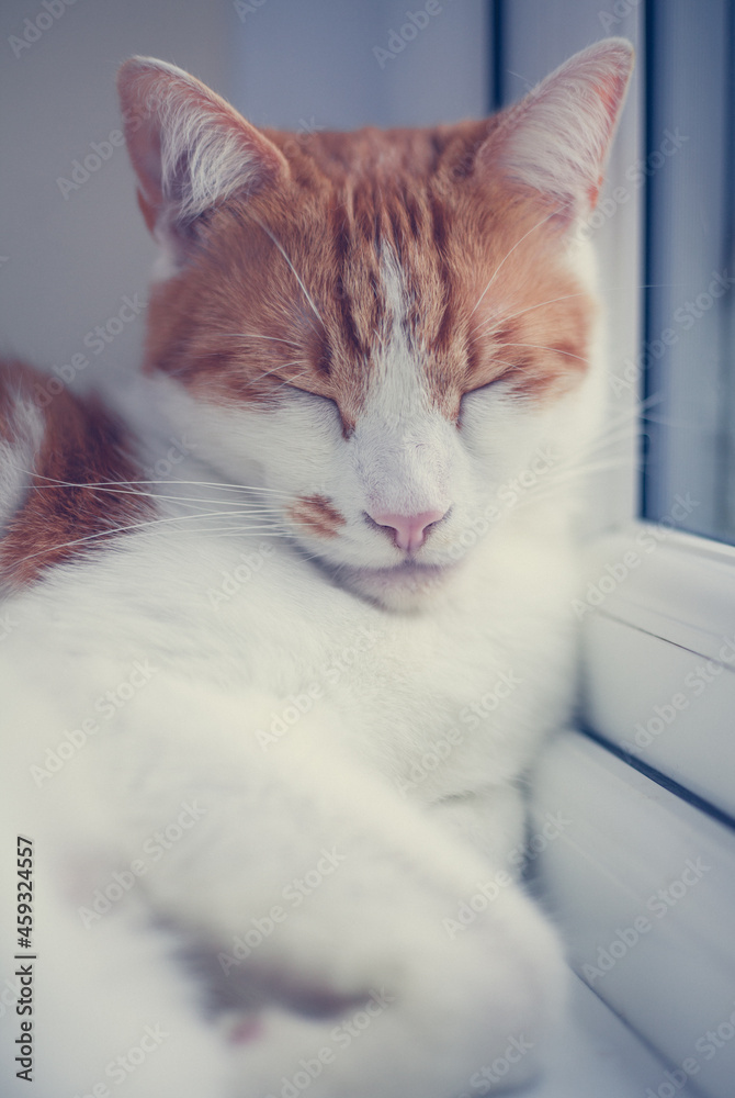 pretty white and ginger cat sleeping peacefully on the windowsill