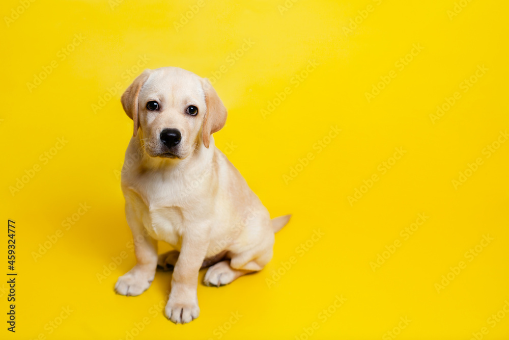 Cute Labrador puppy on a yellow background wink. A place for text. Pet. Dog Cute Labrador puppy on a yellow background wink. A place for text. Pet. Dog