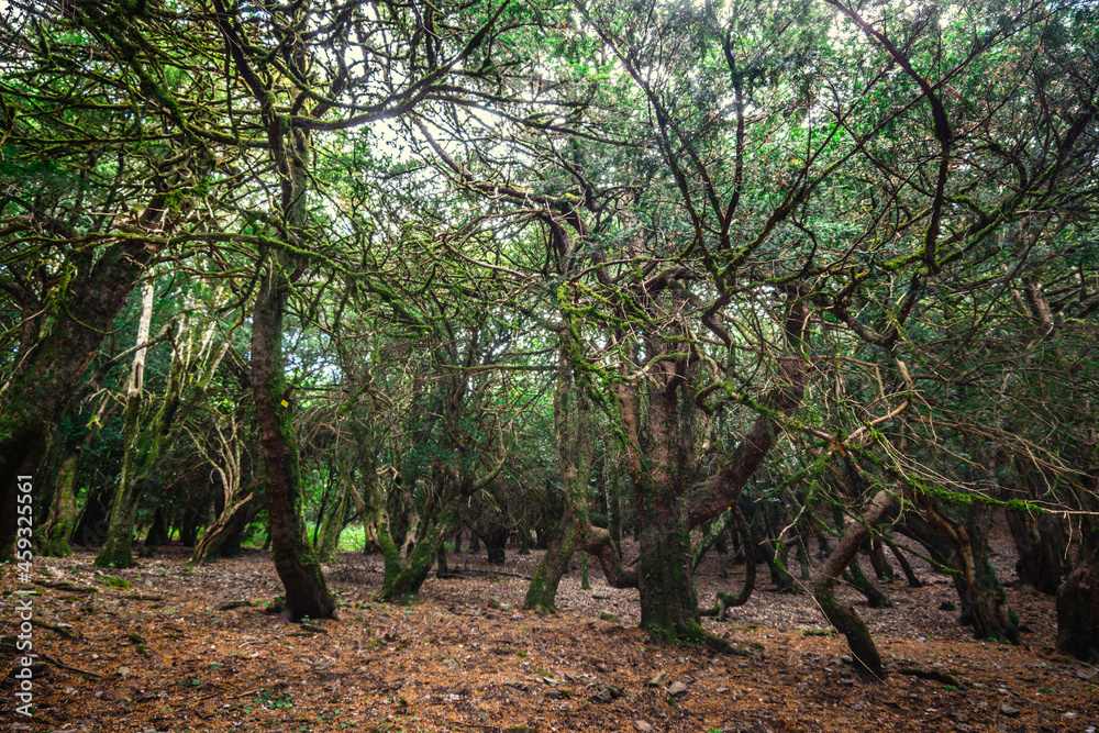 Trees in Badde Salighes forest Trees in Badde Salighes forest
