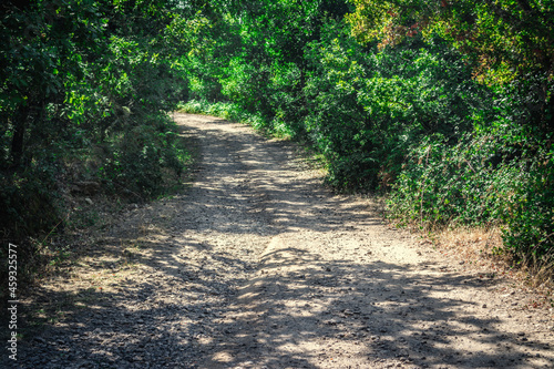 Dirt road in the forest in Sardinia