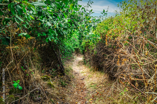 Narrow path in the forest in Sardinia