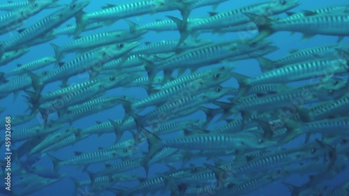 school of blackfin barracuda circle left to right in blue water, medium shot photo