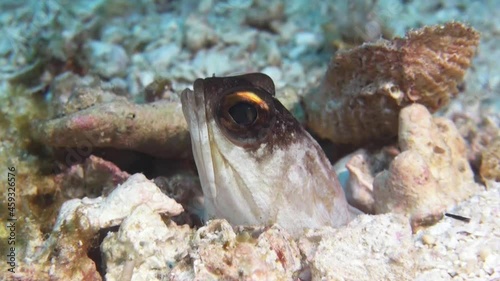 Yellowbarred jawfish hidden in burrow, head peeping out, open mouth, turn head, leave burrow, come back, close-up shot photo