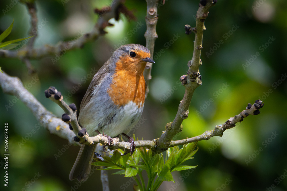 Thoughtful looking robin on a branch