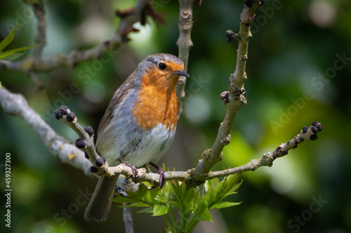 Thoughtful looking robin on a branch © Estuary Pig