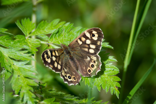 Speckled Wood butterfly on ferny leaves