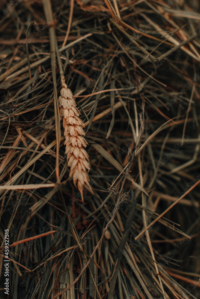 Autumn golden dry ear of wheat. Natural organic autumnal background. The time of harvest.Thanksgiving. October and November season. Fall time. Vertical