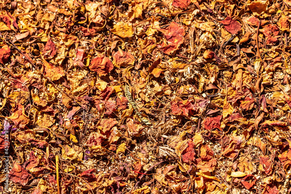 Dry leaves and petals on the ground Dry leaves and petals on the ground