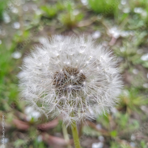 White dandelion flower in the garden photo