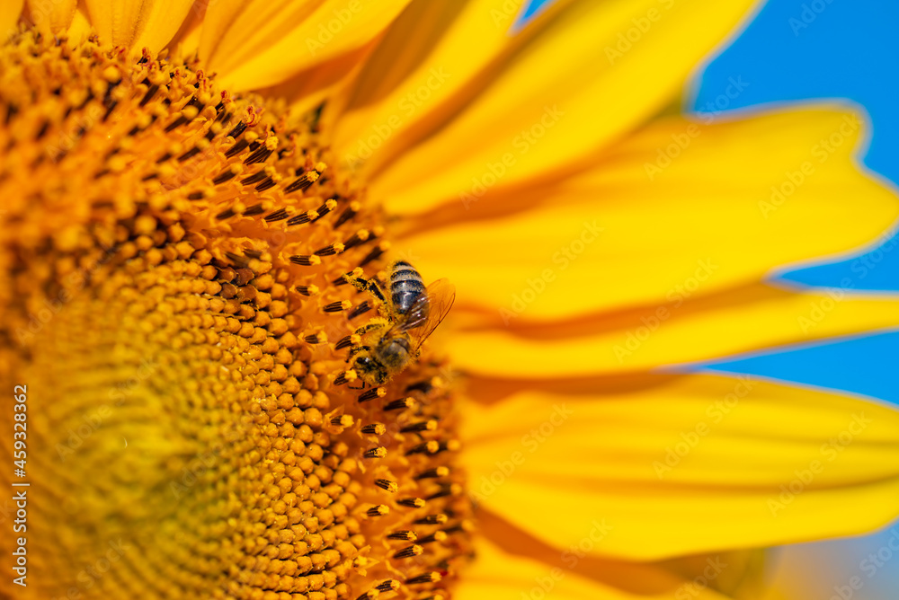 Close up of yellow sunflower. Sunny beautiful bloom seeds. Close up of yellow sunflower. Sunny beautiful bloom seeds.