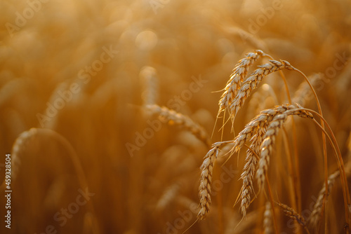 Agriculture landscape with ears of golden wheat. Autumn harvest.