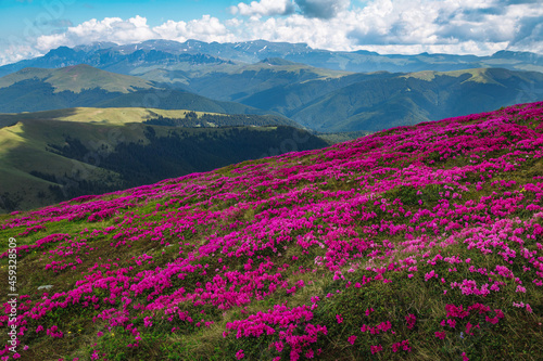Blooming pink rhododendron flowers on the slopes, Leaota mountains, Romania © janoka82