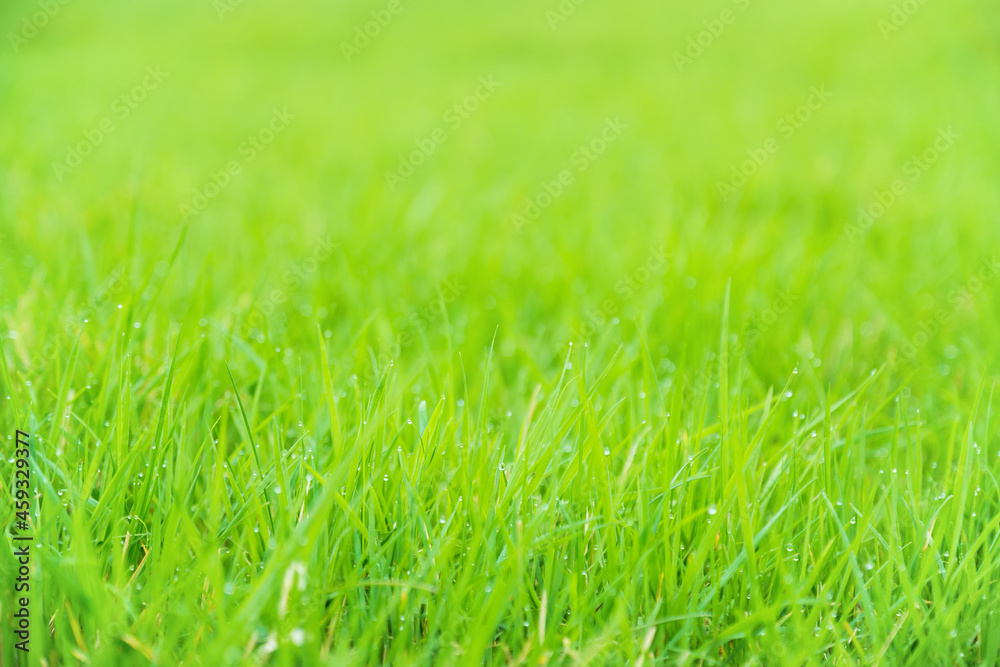 Meadow green lush grass. Closeup. Meadow green lush grass. Closeup.