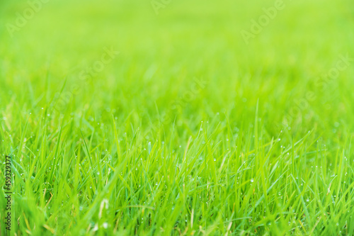 Meadow green lush grass. Closeup.