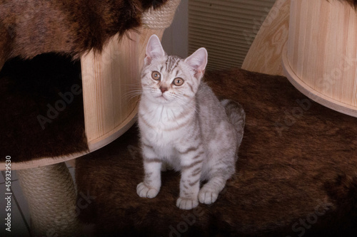 cute small bright tabby british shorthair cat sitting on a scratching post photo