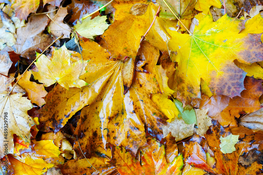 autumn background texture of wet falling leaves after rain autumn background texture of wet falling leaves after rain