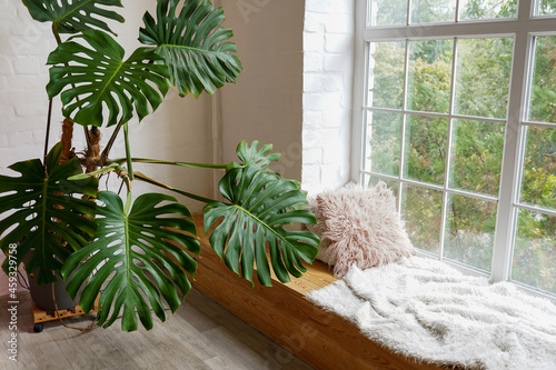 Cozy window sill with monstera and pillows indoors. Plants for home