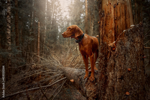 Purebred hungarian vizsla dog portrait in an autumn forest