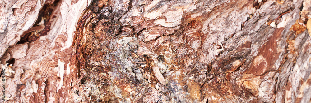Pine tree texture. Cedar macro background. Wood nature surface. Abstract material design. Mediterranean grain. Firewood wallpaper Pine tree texture. Cedar macro background. Wood nature surface. Abstract material design. Mediterranean grain. Firewood wallpaper