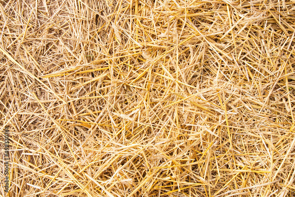 Golden yellow straw dried to perfection.