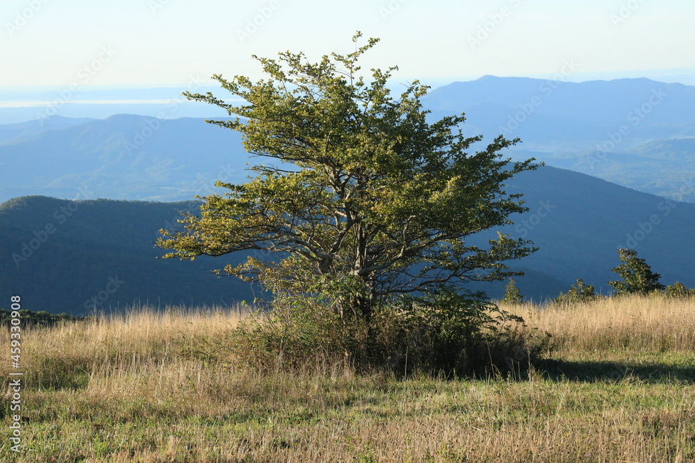 Fototapeta premium tree in the mountain meadow, cole mountain 