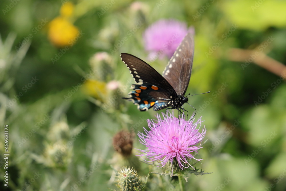 Obraz premium red-spotted blue butterfly