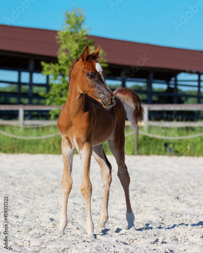 Young pretty arabian horse foal standing on summer background
