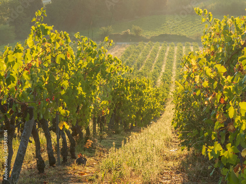 vineyard in autumn