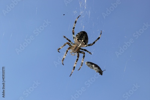 Araneus diadematus - The Garden cross spider sitting on a cobweb. Closeup portrait.