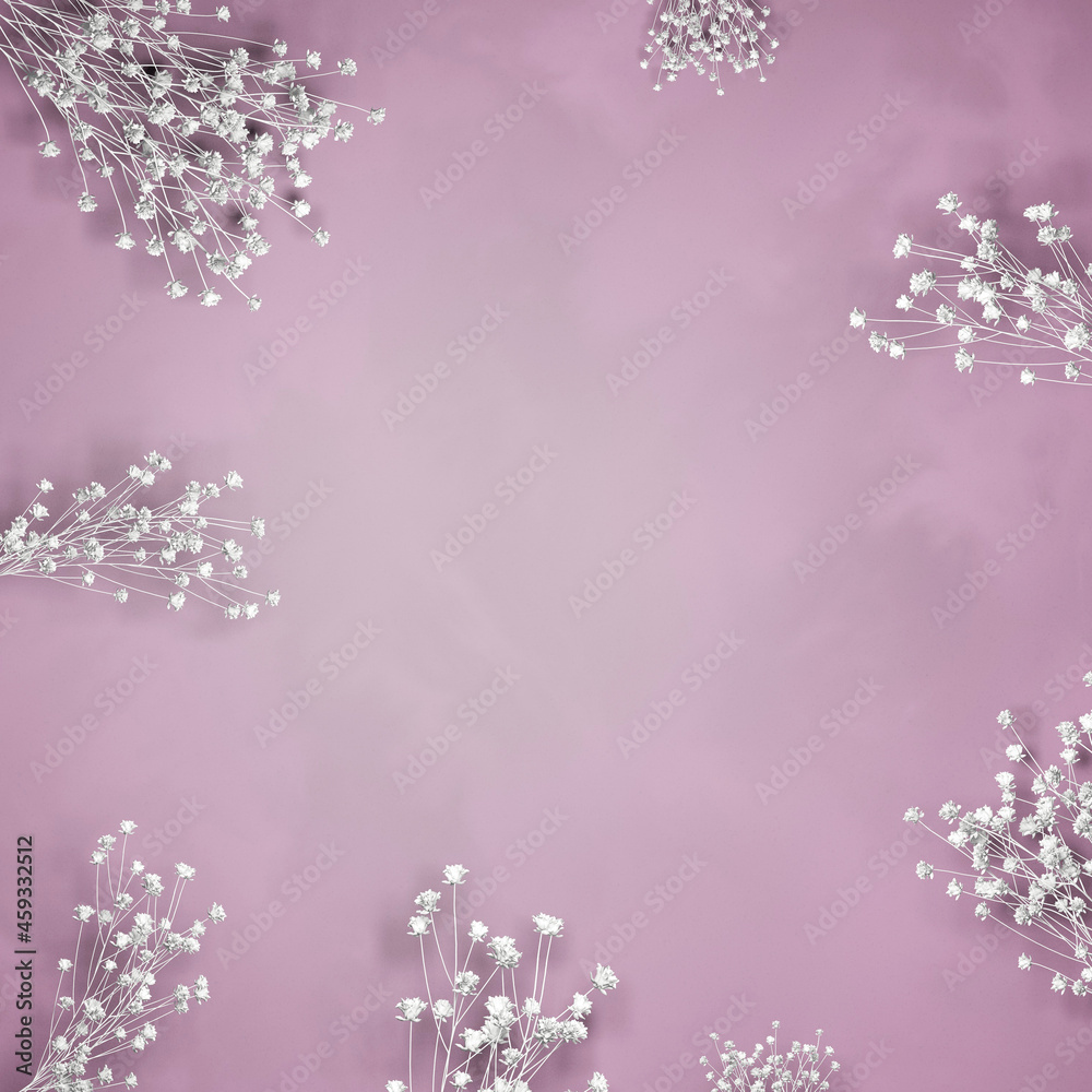 white gypsophila flowers on a pink background white gypsophila flowers on a pink background
