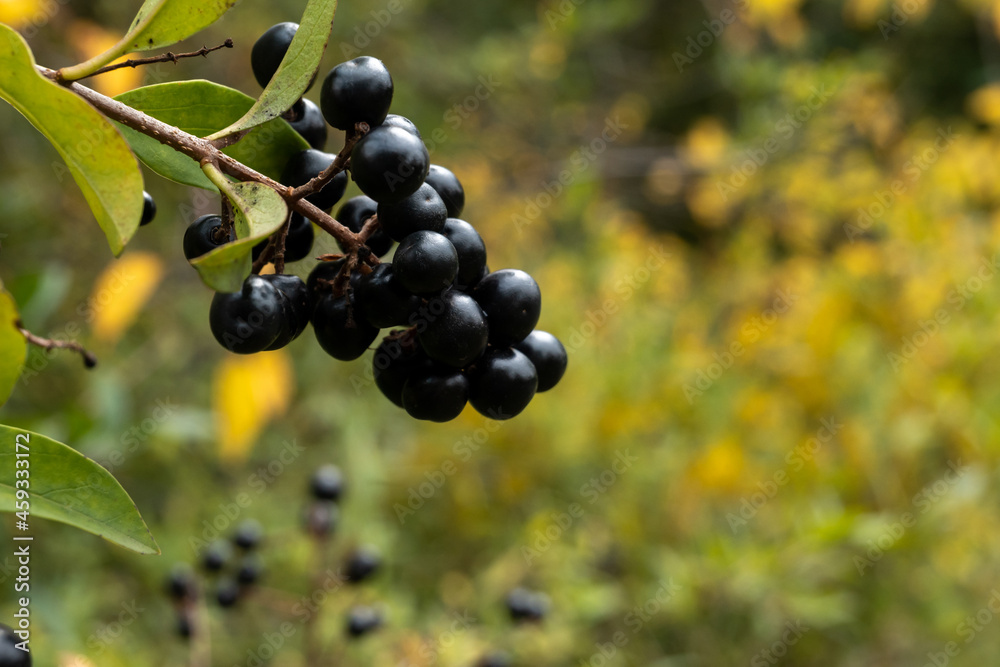 a grove of black berries on a green forest background. macro photography of wild berries. a grove of black berries on a green forest background. macro photography of wild berries.