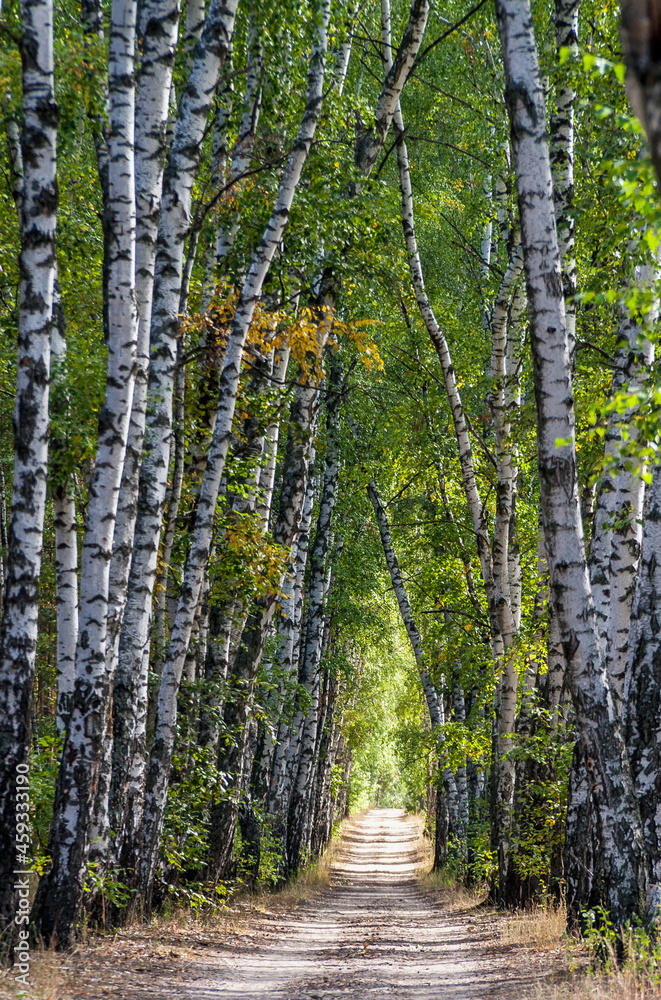 Fototapeta premium Birch Alley