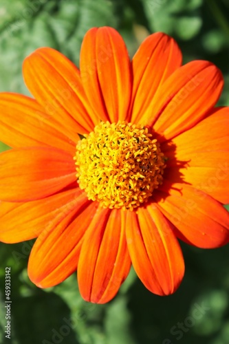 Closeup of orange and yellow flower (possibly Mexican sunflower, Tithonia rotundifolia).