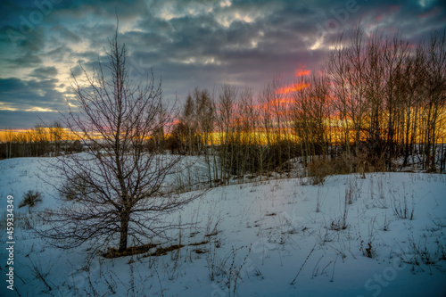 The end of winter or early spring, the thawing in the birch grove is already visible against the background of a bright sunset